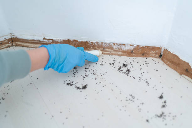 Best Flea Control Services  in Victoria, MS